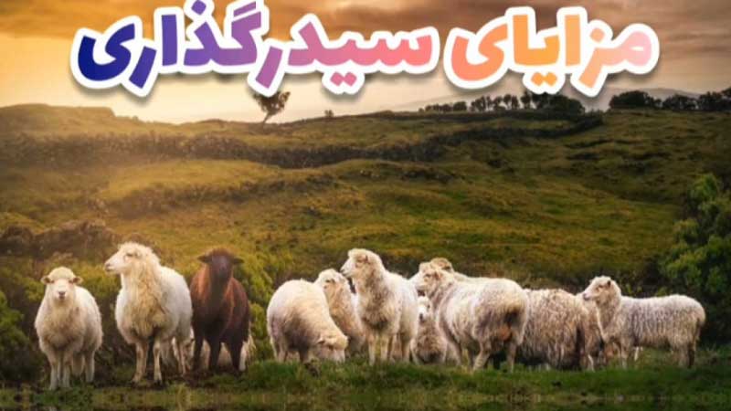 سیدرگذاری وهمزمان سازی فحلی در گوسفند