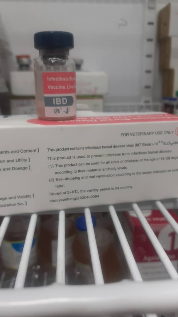 گامبرو کیو وای اچ 2000 دزی